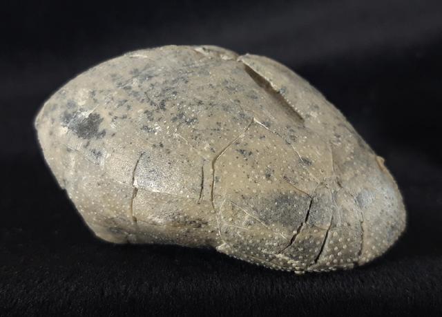 Micraster cf. schroederi STOLLEY 1891 - Bild &copy; FossNet FossilienStore